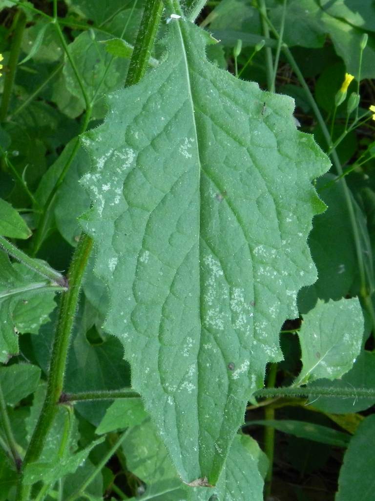 Lapsana communis / Lassana comune